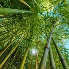 Business 1 image BAMBOOTECH FARMS Bamboo Products in Pune MH