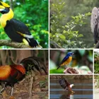 Business 1 image CORBETT NATIONAL PARK TOURISM Travel Services in Naini Tāl UT