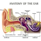 Business 1 image SPEECH AND HEARING CLINIC IN FARIDABAD | NEAR ME | NCR| DELHI | BADARPUR | PALWAL | HODAL Speech-Language Pathologists in Faridabad HR