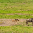 Business 1 image THE WILD TERRAIN Travel & Tourism in Bengaluru KA