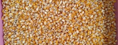 Business 3 image AGROVITTLE PRIVATE LIMITED Agricultural Service Supply Agency in Navi Mumbai MH