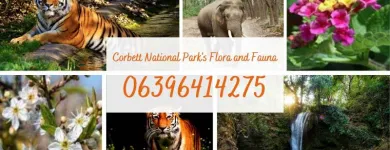 Business 7 image CORBETT NATIONAL PARK TOURISM Travel Services in Naini Tāl UT