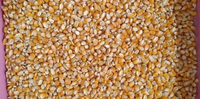 Business 3 image AGROVITTLE PRIVATE LIMITED